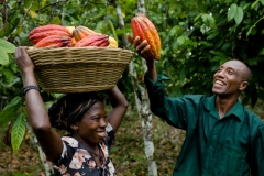 Cocoa Harvest